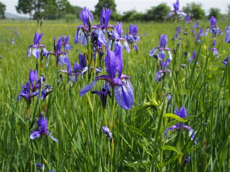 Sibirische Schwertlilie Iris Sibirica Foto And Bild Pflanzen Pilze And Flechten Blüten