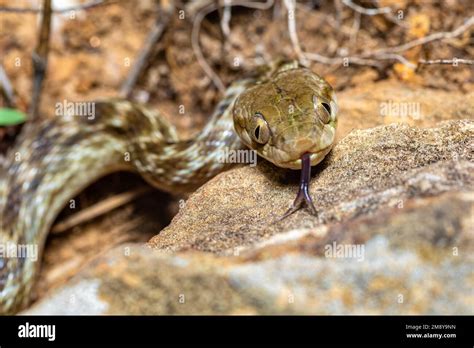 Cat Eyed Snake Madagascarophis Colubrinus Is A Species Of Snake Of The