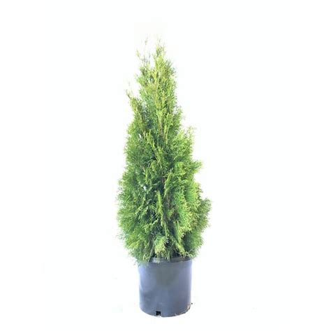 Fusion Arborvitae Emerald Green 5 1001677001 The Home Depot