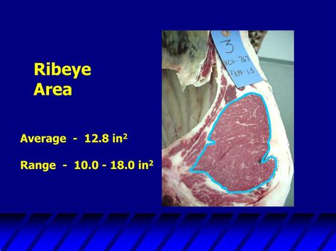 PPT - BEEF CARCASS YIELD AND QUALITY GRADING PowerPoint Presentation ...