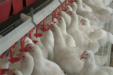 A Quick Guide To Poultry Disinfecting Very Weird News