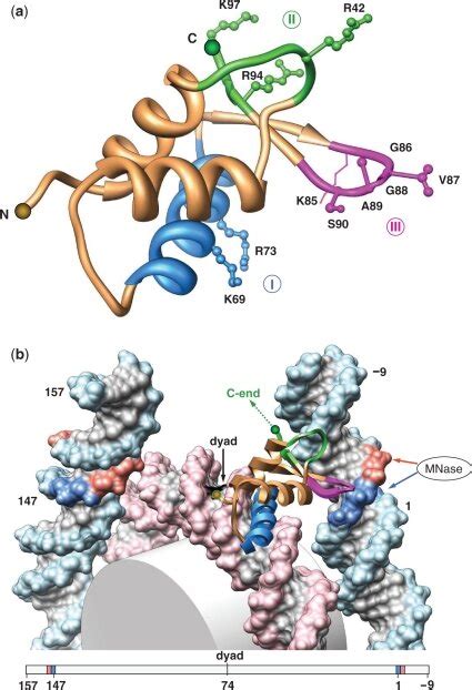 Structural Model For LH Globular Domain Binding To Nucleosomal DNA A