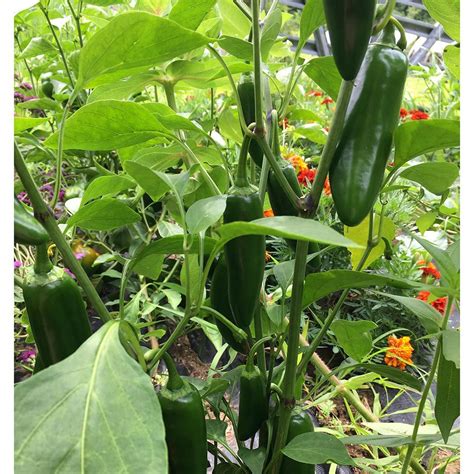 Hot Pepper Jalafuego White Flower Farm