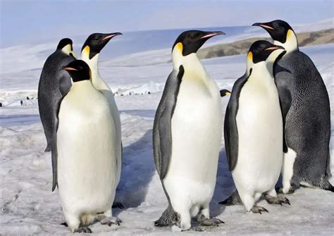 King Penguin vs Emperor Penguin - AnimalBehaviorCorner