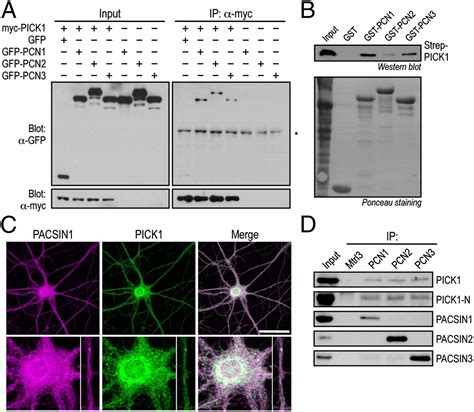 PICK1 Interacts With PACSIN To Regulate AMPA Receptor Internalization