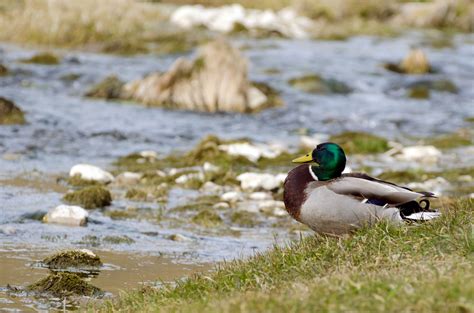 Mallard Anas Platyrhynchos Free Stock Photo Public Domain Pictures