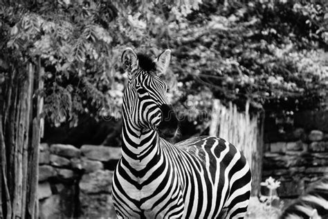 Zebra No Brilho Preto Foto De Stock Imagem De Entalhe 146296650