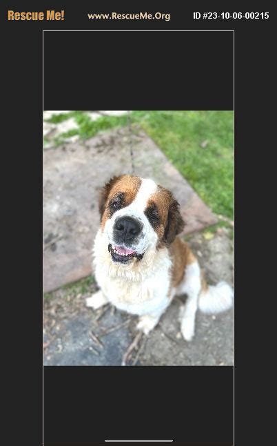 ADOPT 23100600215 Saint Bernard Rescue Lima OH