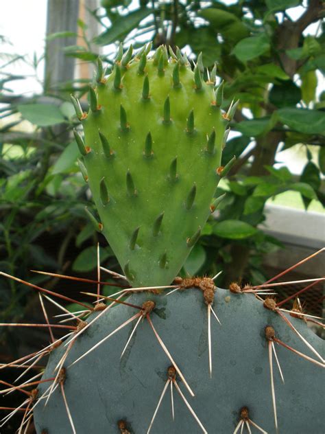 Opuntia Cactaceae Image 20350 At PhytoImages Siu Edu