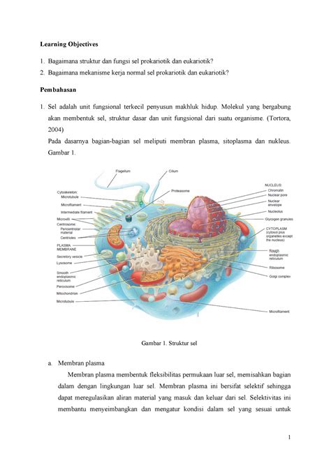 Sel Eukariotik Dan Prokariotik - Berbagi Informasi