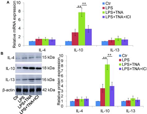 IL 10 Knockdown Abolished The Effect Of TNA On Microglial M2