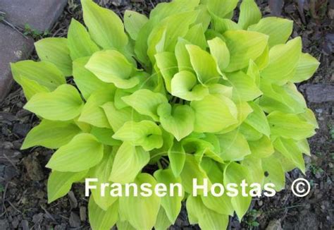 Hosta Golden Scepter Fransen Hostas