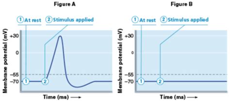 Chapter 11 HW Action Potential Flashcards Quizlet