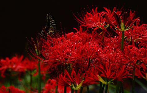 Red Spider Lily Wallpapers - Top Free Red Spider Lily Backgrounds ...