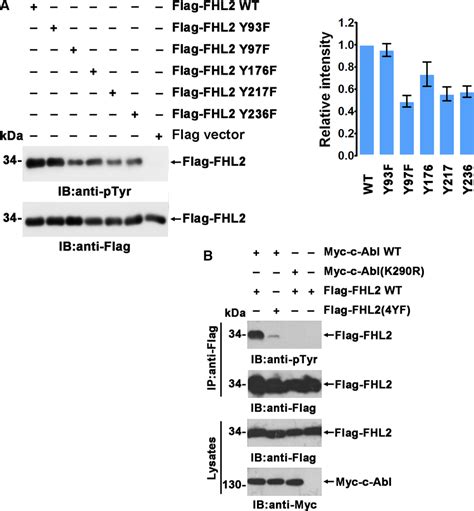 Cabl Phosphorylates Fhl A Hek T Cells Were Cotransfected With