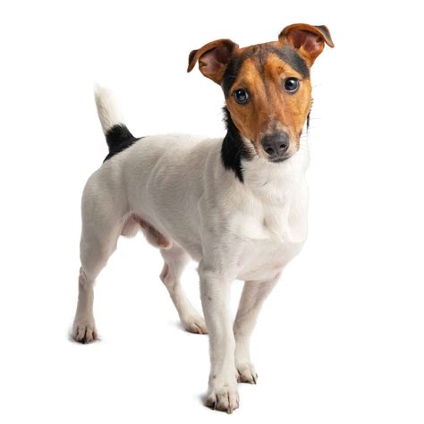 Jack Russells - A-Z Animals
