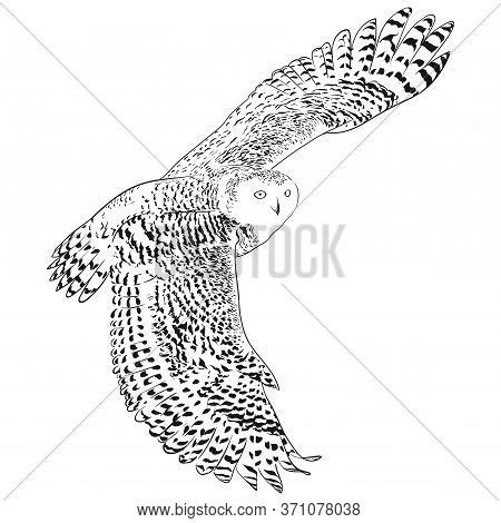 Flying Owl Illustration Black And White