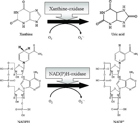 Xanthine Oxidase And Nadph Oxidase Representative Enzymes That