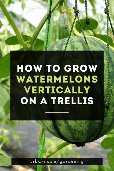 How To Grow Watermelons Vertically On A Trellis In How To Grow