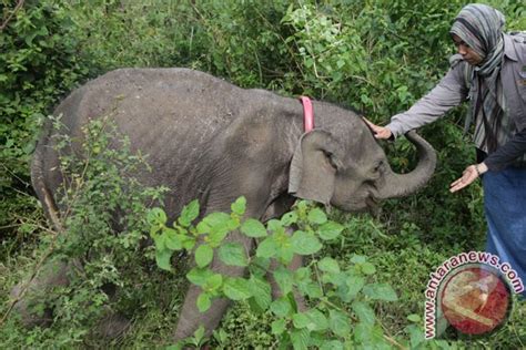 Gajah Way Kambas Ditemukan Mati ANTARA News