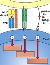 T-lymphocytes Diagram | Quizlet