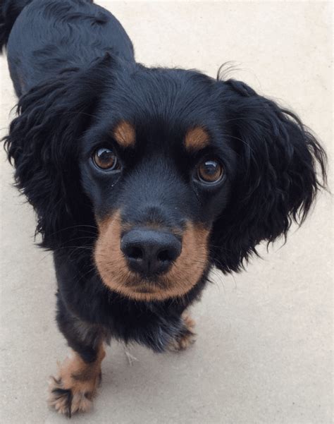 Cocker Spaniel Dachshund Mix: Personality, Appearance, and Care