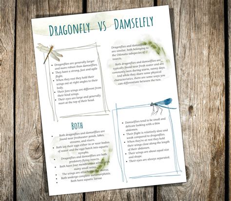 Dragonfly Vs Damselfly Venn Diagram Activity Homeschool Etsy