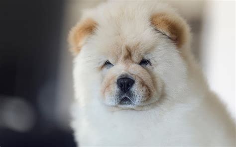 Cute Chow Chow Dogs