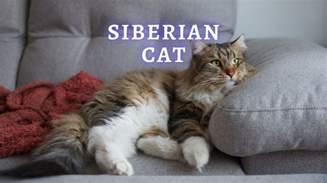 All About The Siberian Cat: Personality, Care and Adoption