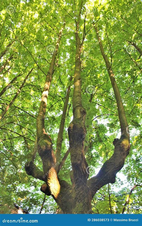 Crown Of A Very Green Tree Stock Image Image Of Sunlight 286038573