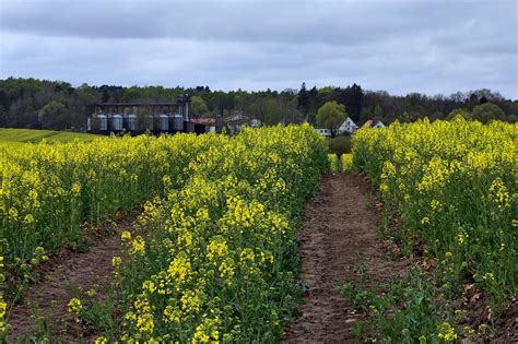 Rapeseed Field The Cultivation Of - Free photo on Pixabay - Pixabay