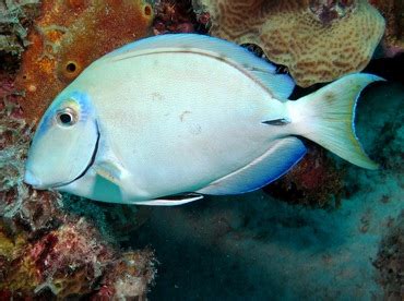 Ocean Surgeonfish - Acanthurus bahianus - Surgeonfishes - - Tropical Reefs