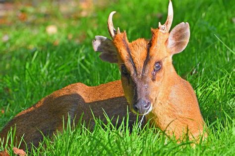 33 Muntjac Deer Pet Bc Images – Pet My Favourite