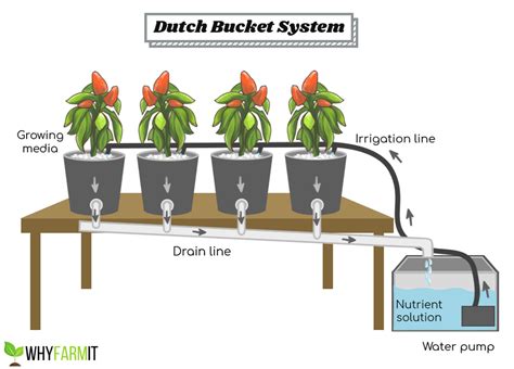 What Is A Dutch Bucket And Setting Up Your Own System