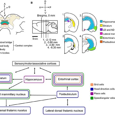 Schematic Illustration Of The Neural Circuitry Underlying Cockroach And