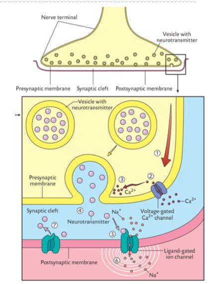 Synapses Diagram Quizlet