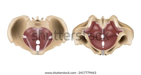 Anatomy Pelvic Floor Pelvic Diaphragm Muscles Stock Vector (Royalty Free) 2417779463 | Shutterstock