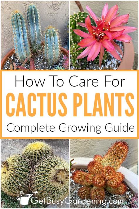 Cactus Care & Complete Growing Guide - Get Busy Gardening