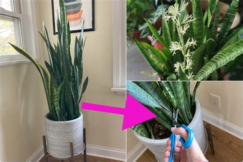 10 Things Every Snake Plant Owner Needs To Know