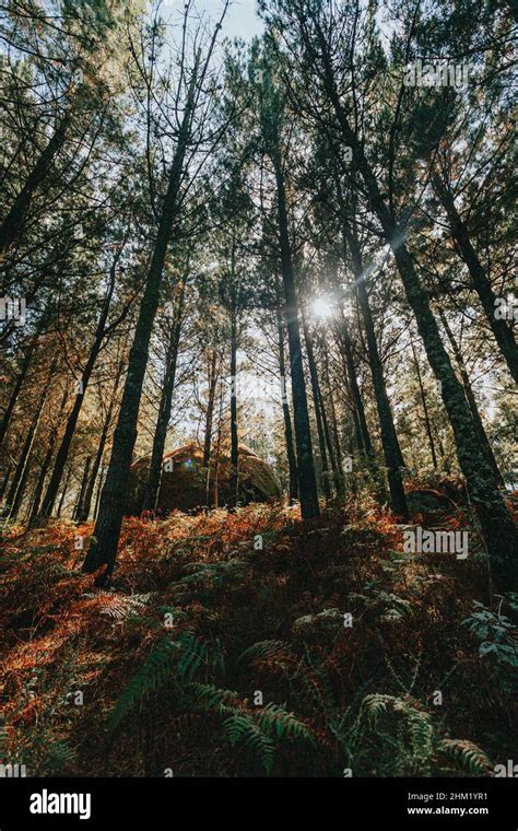 A Colorful And Bright Shot Of A Giant Rock In The Middle Of The Forest