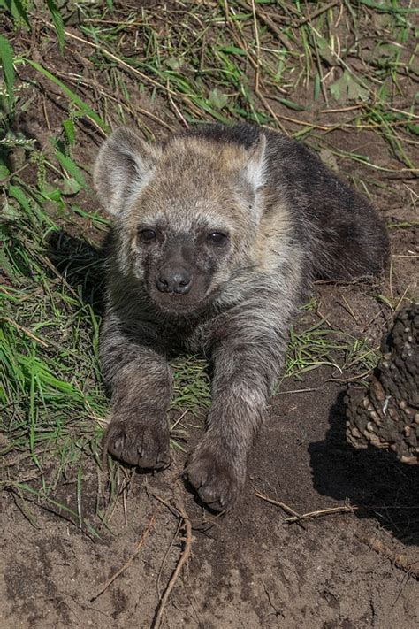 Baby Hyena - Free photo on Pixabay - Pixabay