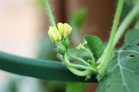 greenstalk plant support greenstalk garden