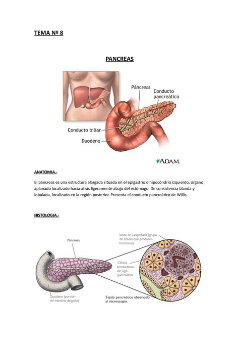 TEMA Nº 8 páncreas copia TEMA Nº 8 PANCREAS ANATOMIA El páncreas