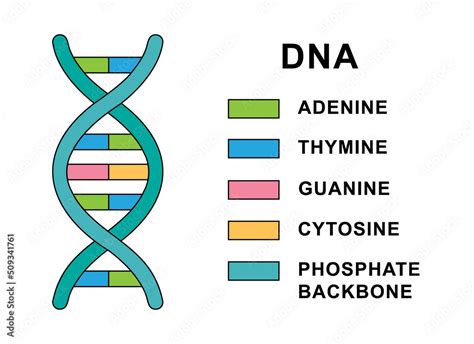 Structure Of Spiral Deoxyribonucleic Acid Molecule Dna Molecule With