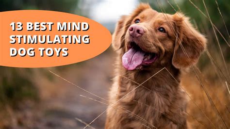 13 Best Mind Stimulating Dog Toys Features And Benefits