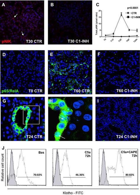 C A Reduced Klotho Expression In Tec In Vitro A Hk Cells Were