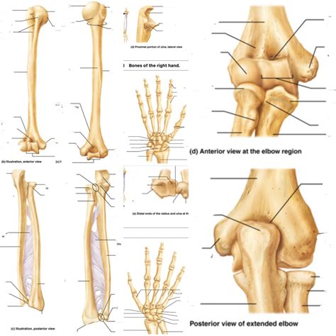 Upper Extremity Diagram Quizlet