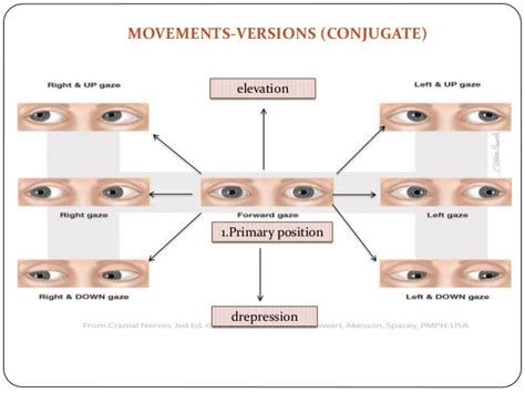 Extraocular Muscles