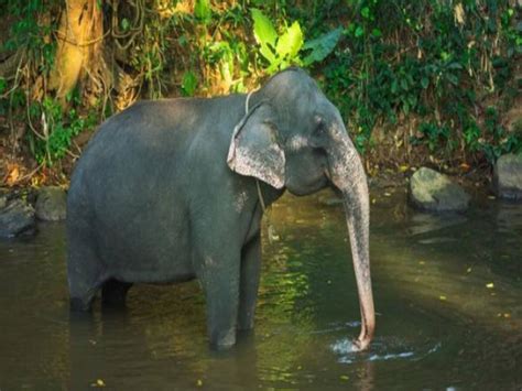 Elephants Are Enjoying A Bath In The Special Swimming Pool गर्मी में हाथी ले रहे हैं स्पेशल