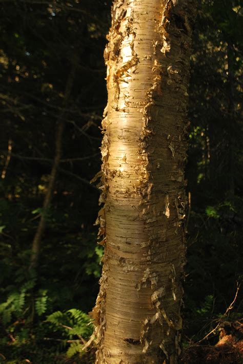 YELLOW BIRCH - BETULA ALLEGHANIENSIS | The UFOR Nursery & Lab